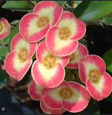 Euphorbia milii money gebraucht kaufen  Neusäß