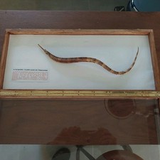 Syngnathe hippocante taxidermi d'occasion  Lagny-sur-Marne