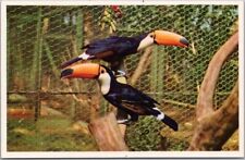 Cartão postal vintage SAN DIEGO ZOO série cor animal "Toco Toucan - América do Sul" comprar usado  Enviando para Brazil
