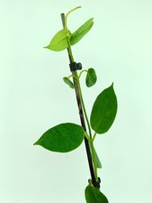 Hoya gigas usato  Massa di Somma
