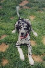 Great dane playful for sale  Mission