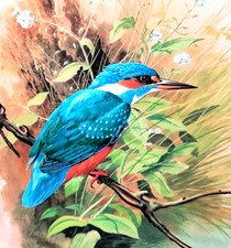 Kingfisher sat branch for sale  NELSON