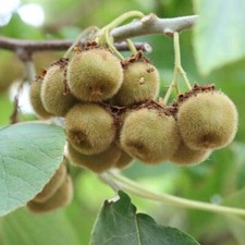 Kiwi plant jenny for sale  Danielson