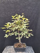 Bonsai carpino bianco usato  Montevarchi