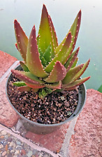 Aloe nobilis golden for sale  Saratoga