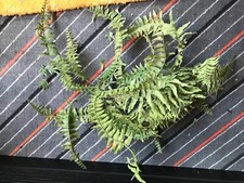 Kunststoffpflanzen plastikpfla gebraucht kaufen Kunststoffpflanzen plastikpfla gebraucht kaufen  Ehingen (Donau)