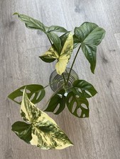 Pflanzepaket monstera minima gebraucht kaufen  Kirchdorf