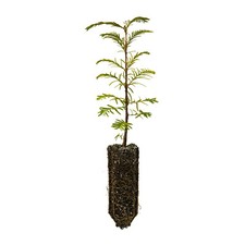 Dawn redwood medium for sale  Mckinleyville
