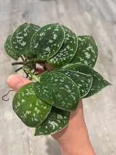 Rooted cuttings satin for sale  PETERBOROUGH