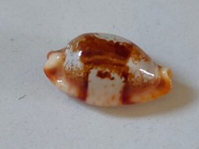 Conchiglia shell cypraea usato  Piombino