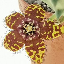 Orbea semotaun singolo usato  Giugliano in Campania