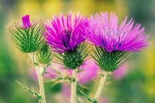 1000 samen mariendistel gebraucht kaufen  Würzburg