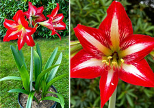 Amaryllis hippeastrum flower for sale  Lynden