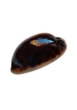 Shell cypraea mauritia usato  Forano