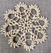 Cowrie shell star for sale  Edwardsville