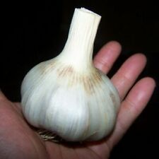 100 german giant for sale  Saint Michaels
