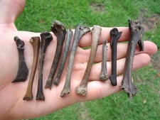 Quality bird bones for sale  Tallahassee