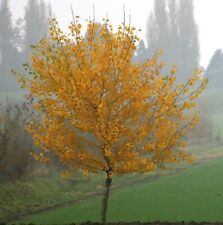 Arbol olor Caramelo - katsura ( Cercidiphyllum japonicum ) 100 semillas - seeds , usado comprar usado  Enviando para Brazil