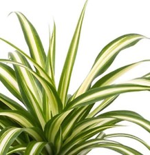 Spider plant height for sale  Valley Stream