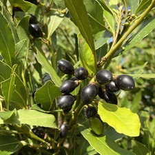 Pianta alloro vendita usato  Quartu Sant Elena