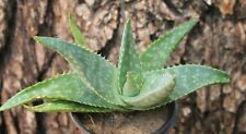 Aloe vera barbadenis for sale  Mesa
