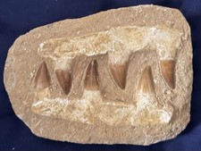 Fossil mosasaur jaw for sale Fossil mosasaur jaw for sale  PORTSMOUTH