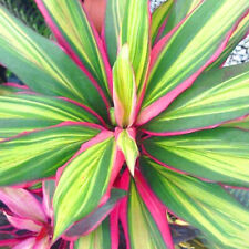 Cordyline kiwi plant for sale  UK