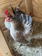 Serama chicken hatching for sale  Middleburg