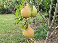 English grown pear for sale  WISBECH