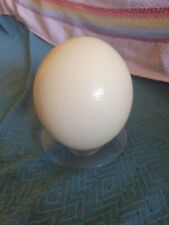 Uovo struzzo colore usato  Suno