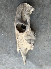 Half cow skull for sale  El Campo