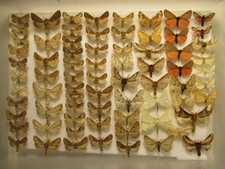 Box specimens british for sale Box specimens british for sale  WIGTON