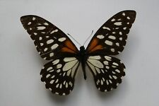 Papilio rex butterfly for sale  LIVERPOOL
