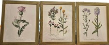 Framed botanical prints for sale  Pottstown