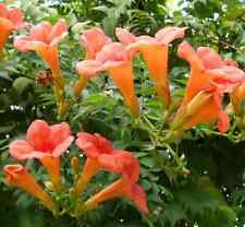 100 flower vine for sale  Marietta