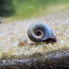 Ramshorn snails assorted for sale Ramshorn snails assorted for sale  Salem