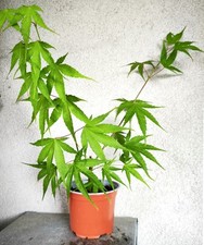 Erable japon acer d'occasion  Gien