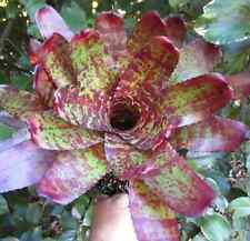 Bromeliad neoregelia coleman for sale  Miami