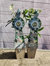 Passion flower blue for sale  HARLOW