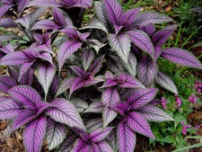 Persian shield live for sale  Jackson