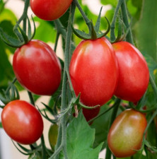 Tomato siberian dwarf for sale  Sevierville