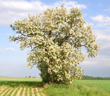Black locust tree for sale  Denver