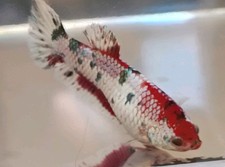 Live betta fish for sale  West Palm Beach