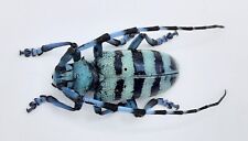 Cerambycidae anoplophora meden gebraucht kaufen  Wadern