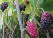 Morus mojo berry gebraucht kaufen  Wuppertal
