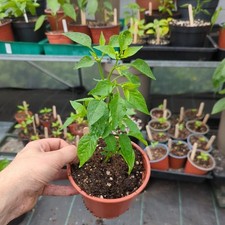 Cayenne chilli pepper for sale  CARDIFF