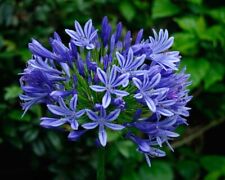 Giglio gioiello fiore usato  Spedire a Italy