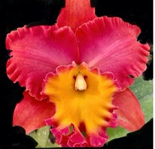 Rlc. orange diamond for sale  Neptune