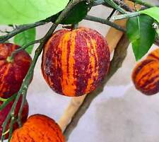 Citrus aurantium arcobal usato  Napoli