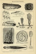 Antica stampa 1898 usato  Pescara